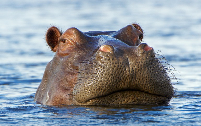 No clever joke here. Just a Hippo. Photo courtesy: HD Wallpapers.
